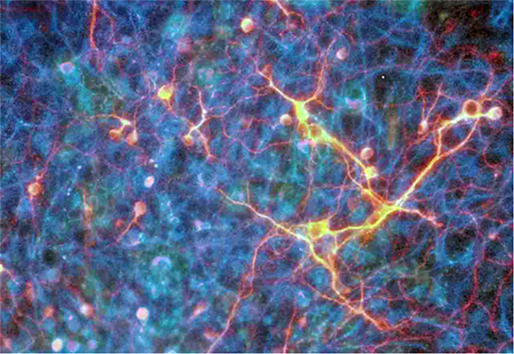 神経幹細胞の分化誘導