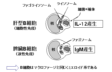 肝貪食型B細胞の同定