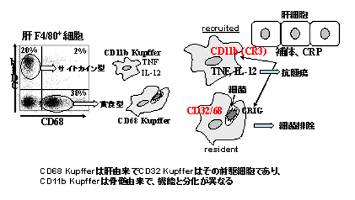図2.2種類のクッパー(Kupffer)細胞