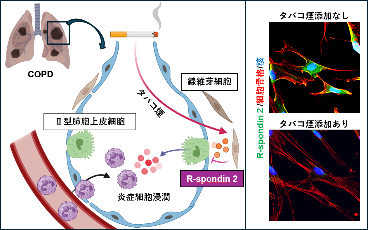 小川の研究